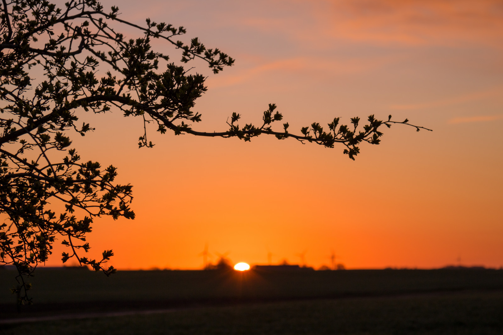Landschaft, Sonnenuntergang, Natur, Himmel, Feld, Ast, Sonnenaufgang, Abend, Morgen, Horizont, Dämmerung, Wolke, Baum, Blume, Dämmerung, Himmel, Landschaft, Geschmolzen, Landschaftlich, Solution, S dersl tt, Landkap, Ebene, Prärie, Atmosphärisches Phänomen, Nachglühen, Holzige Pflanze, Savanne