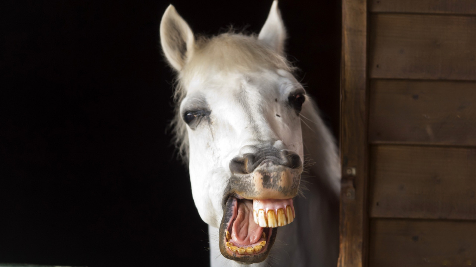 horse_smile_teeth_jaw_mane-1039555.jpg!d