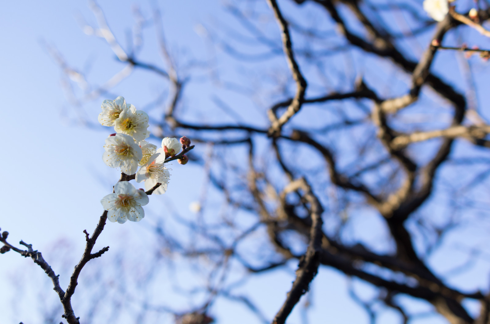 Japonsko, slunečnímu záření, Příroda, sníh, zima, větev, mráz, Třešňový květ, květ, jaro, Leica, Tokio, zmrazení, jp, strom, podzim, list, květ, rostlina, sezóna, švestka, UME, flóra, T, Ikegami, japaneseapricot, leicat, summicront235, Summicron, t235, ikagamiplumpark, větvička, dřevina