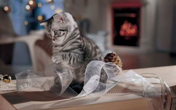 cat, striped, temple, sculpture, statue, ribbon