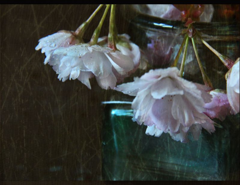 rosa, fiore, flora, petalo, fiorire, pianta rosa, fiore, flora, petalo, fiorire, pianta