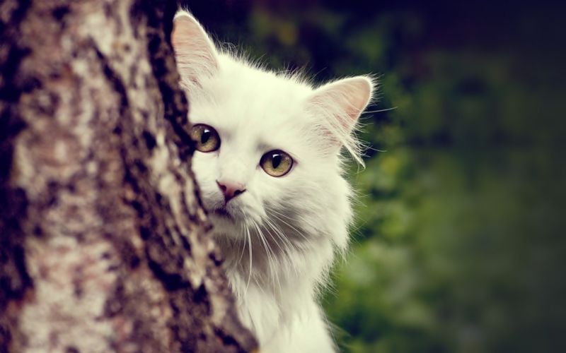 Gatos, árbol, el maletero, 1920x1200 px, Animales Gatos, árbol, el maletero, 1920x1200 px, Animales