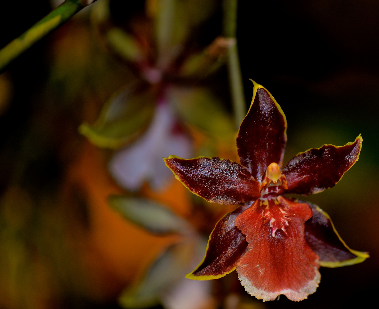 Wallpaper flowers, winter, red, orchid, flower, garden, Illinois