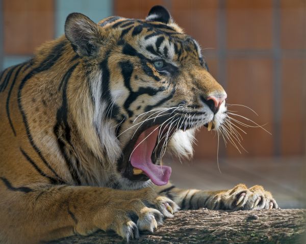 tiger,predator,mouth,yawn,aggression