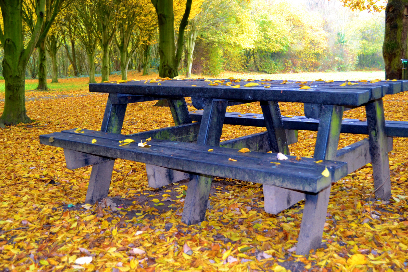 Wallpaper fall, leaves, nature, grass, park, table, wood, green