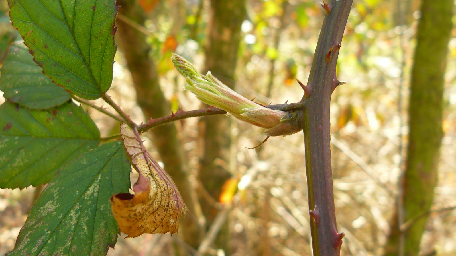 แสงแดด, ใบไม้, ธรรมชาติ, พืช, สาขา, แมลง, สีเขียว, สัตว์ป่า, ต้นไม้, ฤดูใบไม้ร่วง, ใบไม้, ดอกไม้, ปลูก, พืช, สัตว์ป่า, ดอกไม้ป่า, ผลิต, พฤกษศาสตร์, โรงงานที่ดิน, พืชดอก, ไม้ยืนต้น, ใกล้ชิด, ไม้พุ่ม, การถ่ายภาพมาโคร, 3072x1728 px, ต้นกำเนิด, ผลัดใบ