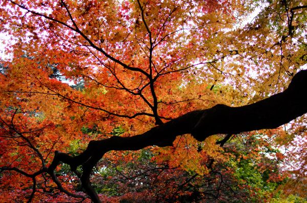 Japan,branch,Leica,Tokyo,Jp,forest