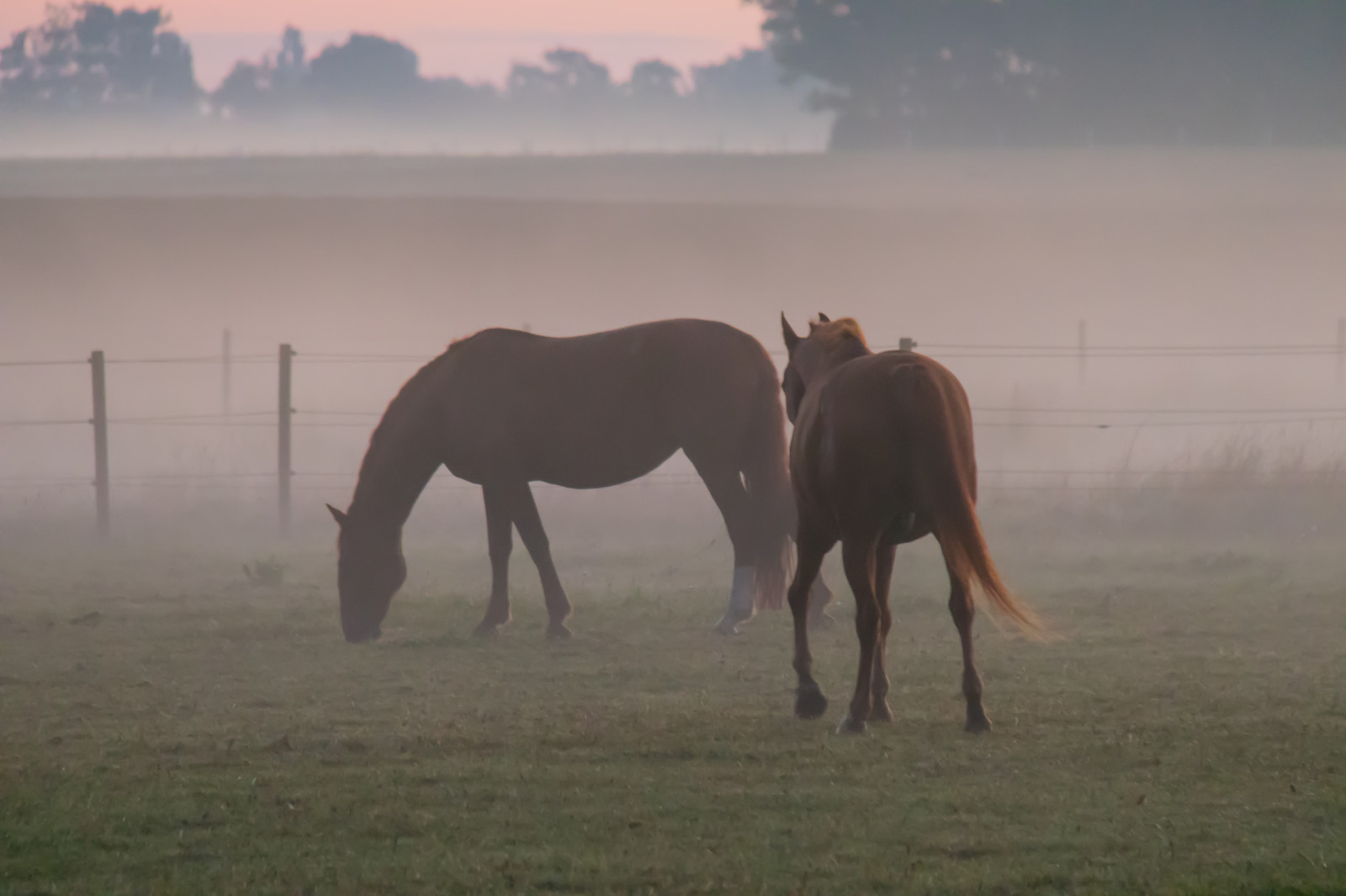 landskab, hest, solopgang, tåge, steppe, dyr, tåge, daggry, græsarealer, DIMMA, landskabet, h st, djur, græs, landsbygd, soluppg ng, s dersl tt, landskap, Gryning, flok, hoppe, almindeligt, prærie, naturligt miljø, atmosfærisk fænomen, hest som pattedyr, hingst, mustang hest, græsning