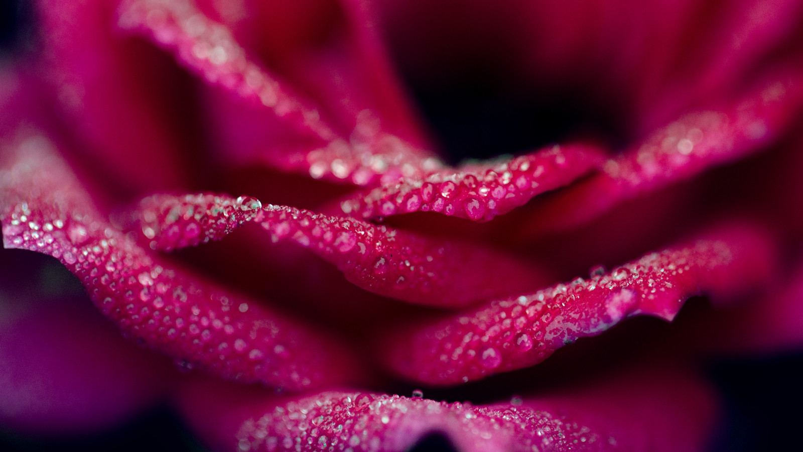 flori, natură, roșu, fotografie, Violet, picaturi de apa, macro, roz, rouă, purpuriu, floare, plantă, petală, plante teren, plante cu flori, a închide, macro fotografie, tulpina plantei, umiditate
