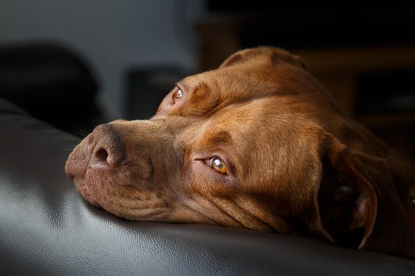 Canon, usm, dog, nose, whiskers, vizsla