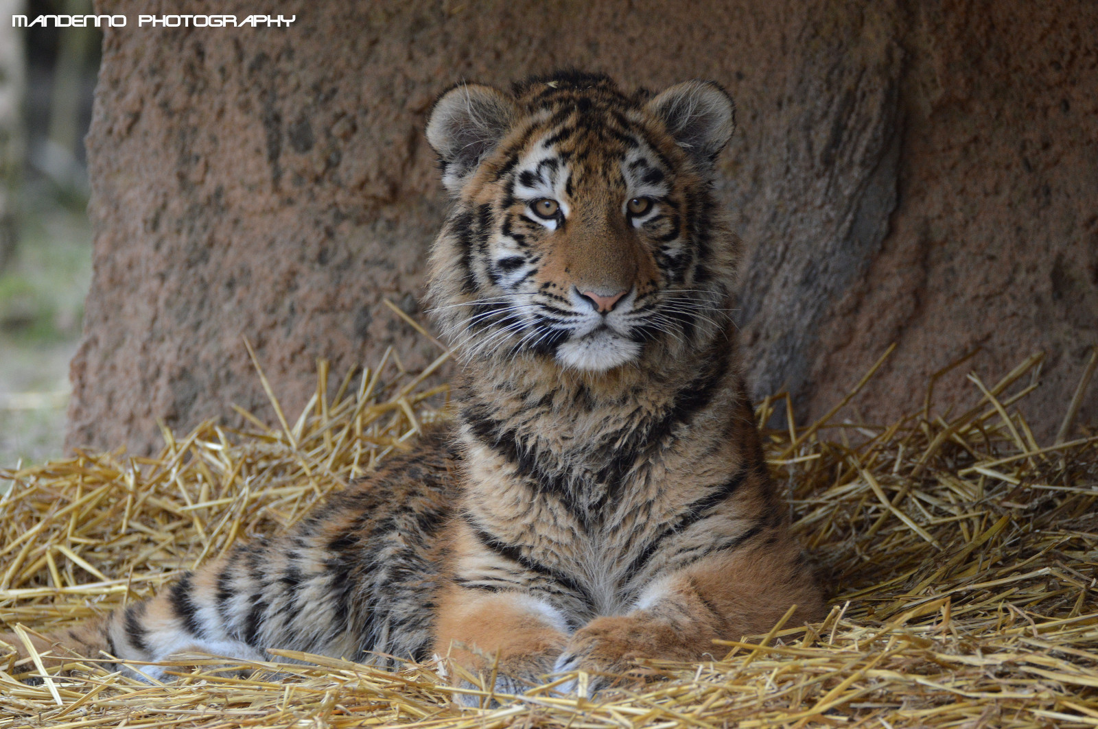 Tiere, Gras, Tiger, Deutschland, Tierwelt, große Katzen, Zoo, Whiskers, Duisburg, Tier, Fauna, Säugetier, Katze wie Säugetier, Schnauze, Fleischfresser, Organismus, Cub, Dieren, Duitsland, sibirisch, Dierenpark, Dierentuin, Tiger, Tijger, Tijgers, Zooduisburg, Tigerjunges, Tijgertje, terrestrial animal