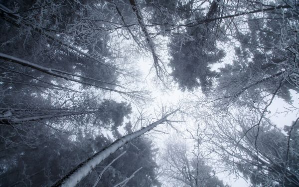 sunlight, trees, monochrome, nature, forest, snow