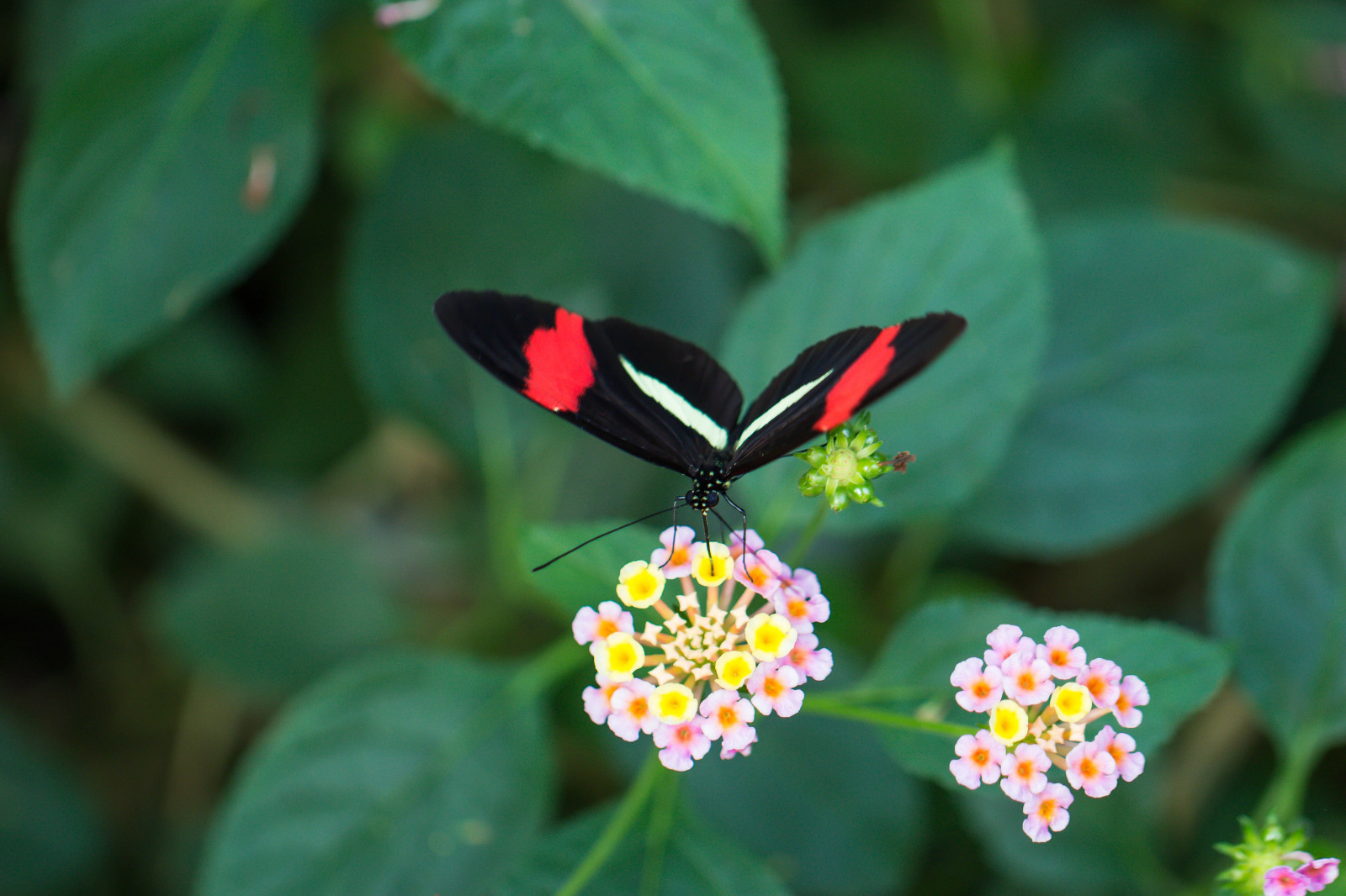 Příroda, fotografování, motýl, hmyz, zelená, list, květ, rostlina, flóra, Danmark, fj ril, okvětní lístek, Bornholm, nex, sommerfugle, Neks, sommerfuglepark, bornholmssommerfuglepark, fj rilspark, heliconiusmelpomene, heliconius, almindligamazon, fauna, divoká rostlina, botanika, zblízka, jednoletá rostlina, makro fotografie, bezobratlý, nektar, opylovači, můry a motýli