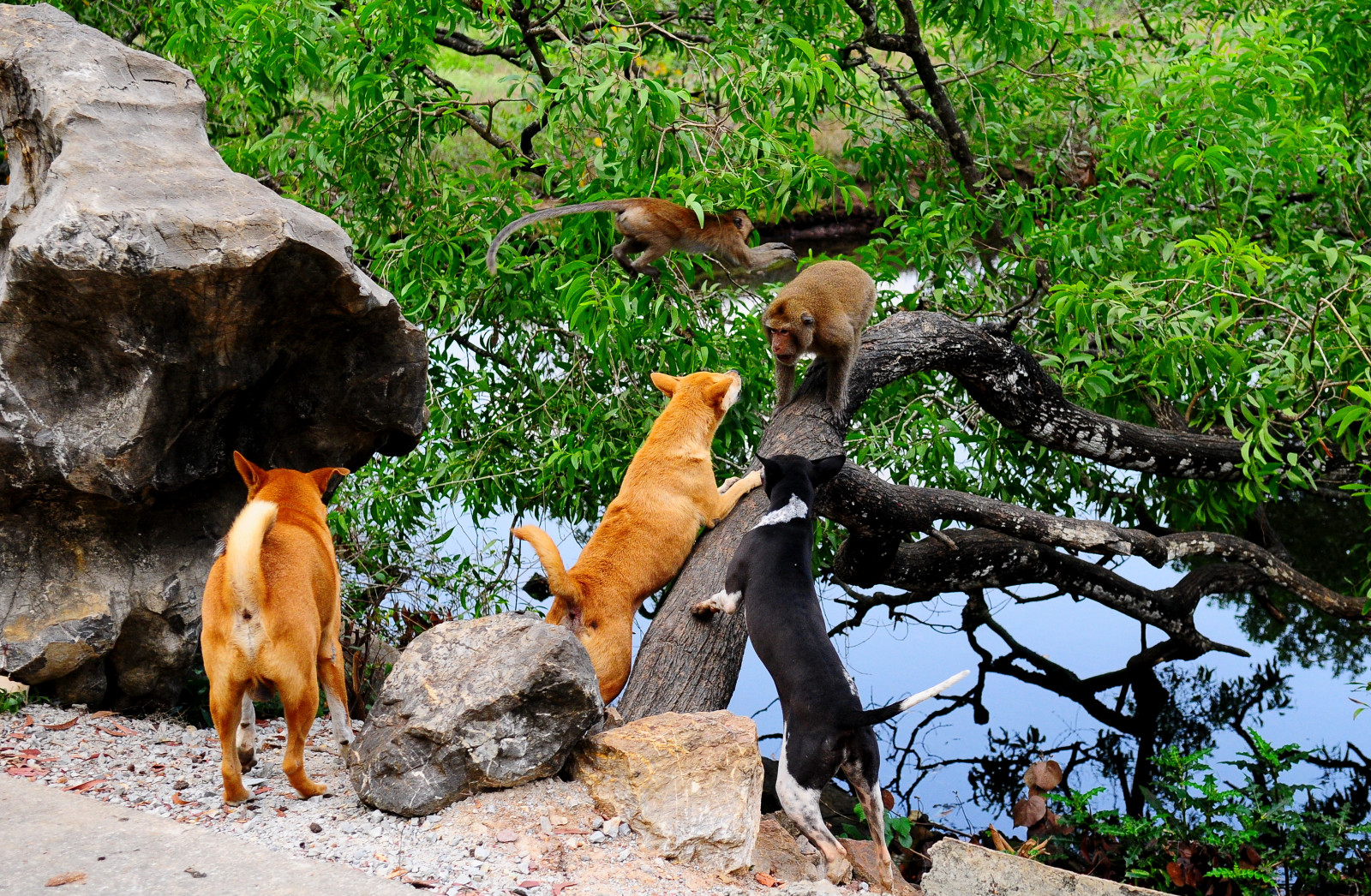 ปลูก, ต้นไม้, สุนัขชอบเลี้ยงลูกด้วยนม, หญ้า, สัตว์ป่า, ป่า