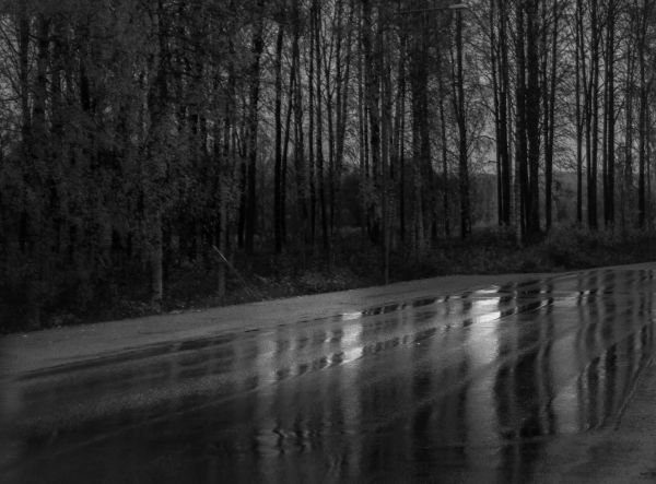road,autumn,trees,reflection,water,rain