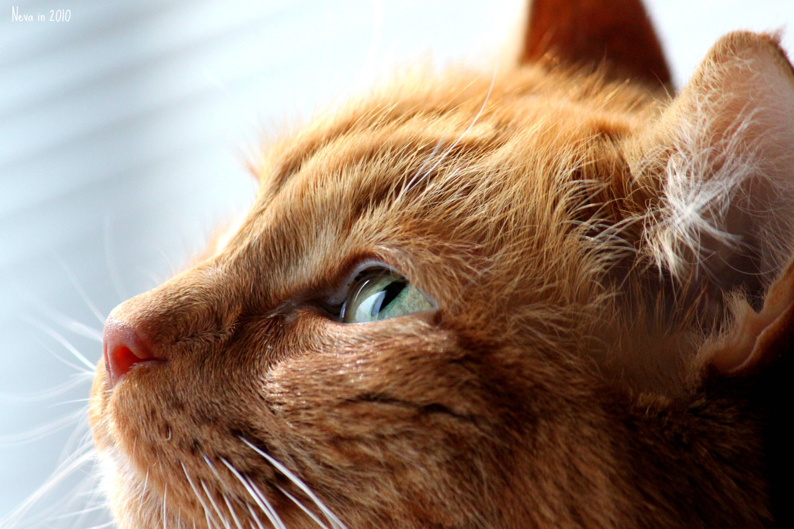 oranžový, Sluneční svit, kočka, oči, načechraný, 100v10f, Jonáš, Cc300, cc100, abigfave, oreengeness, bestofcats, anawesomeshot, alittlebeauty, friendsofzeusphoebe, Colorfulworldrequestthread, imadeupthissillyrhyme