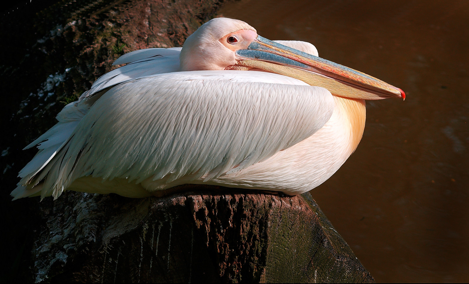 voda, Francie, zobák, Olympus, Marseille, E3, pták, pelikán, mořský pták, fauna, du, Rhone, Veslonozí, bouche