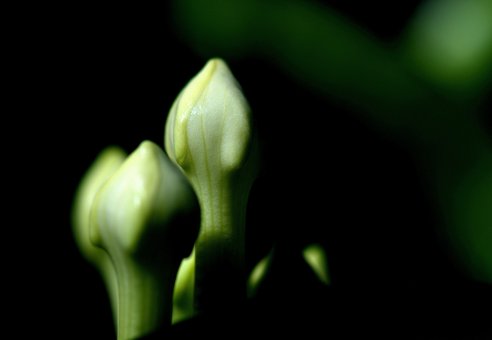 Wallpaper : flowers, nature, shadow, closeup, tropical, exotic, shadows