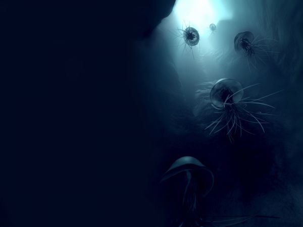 1600x1200 px,4,bokeh,jelly,jellyfish,ocean