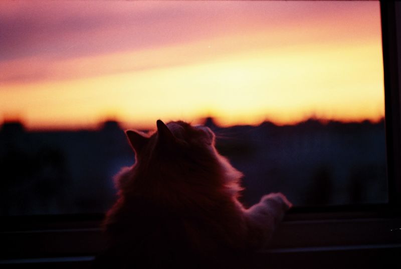 luce del sole, gatto, tramonto, riflessione, Alba, sera