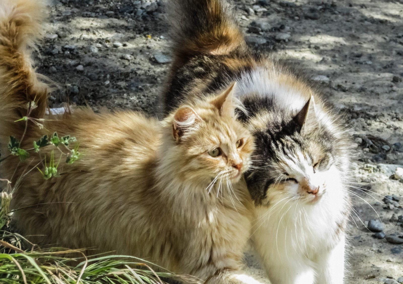 chat couple moustaches Maine Coon Chat sauvage chats chaton duveteux faune mammifère vertébré Chat comme un