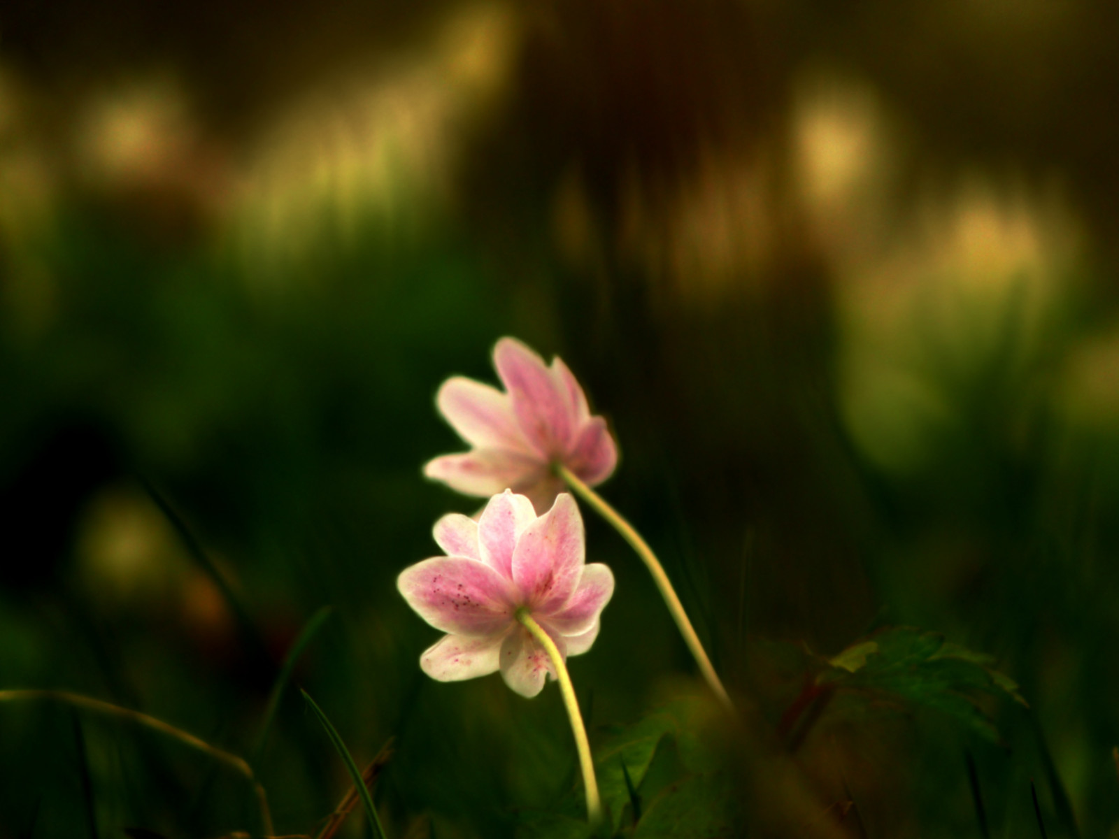 træ, blomst, Sverige, Stockholm, Anemone, blomma, Sverige, 2012, vitsippa, elahe