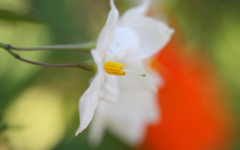 slunečnímu záření, Příroda, fotografování, zelená, žlutý, bílý slunečnímu záření, Příroda, fotografování, zelená, žlutý, bílý