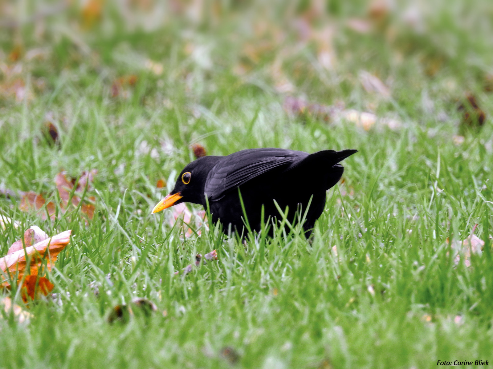 Vogel, fugl, fugle, tuinvogels, natuur, have, tuin, dyreliv, Nikon, P900, Fugleopdræt, Fuglekiggeri, Pajaros, oiseaux, aves, zangvogels, Passeriformes, spurvefugle, sangfugle