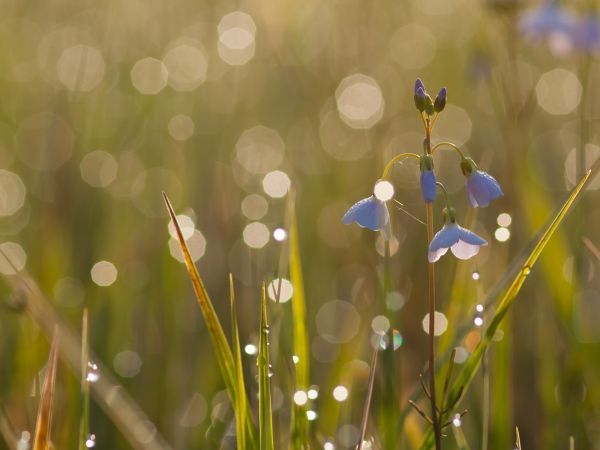 outdoor,lente,springtime,printemps,fruhling,primavera