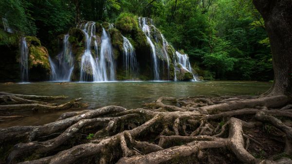 water,plant,ecoregion,Natural landscape,branch,body of water
