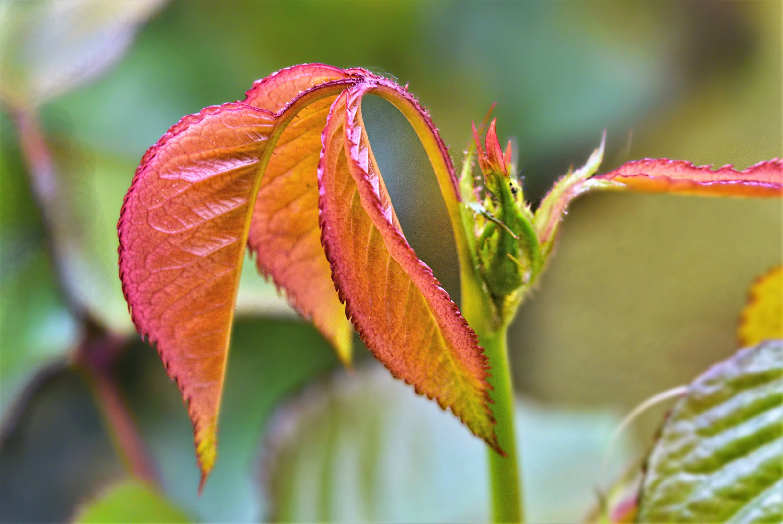 ใบไม้, hoja, Rosal, กุหลาบแดง, ฤดูใบไม้ผลิ, primavera, งอก, brote, ใหม่, nueva, Tierno, ซื้อ, ternura, Nikon, tamron, dslr, d5300, anavillar, anavicor