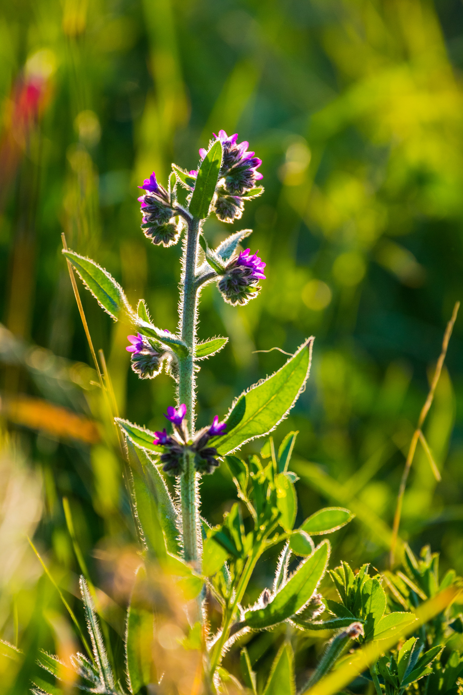 západ slunce, Příroda, bylina, světlo, list, květ, rostlina, zlatá hodina, flóra, solnedg ng, Blomma, ljus, v xt, exif modelu canoneos760d, geocountry, Kamera aby kánon, geocity, Model fotoaparátu canoneos760d, geostate, geolocation, EXIF otvor 56, exif aby kánon, EXIF ef70300mmf456lisusm čočka, EXIF isospeed 500, gyllenetimmen, exif focallength 300mm, louka, divoká rostlina, botanika, suchozemská rostlina, kvetoucí rostlina, keř, makro fotografie