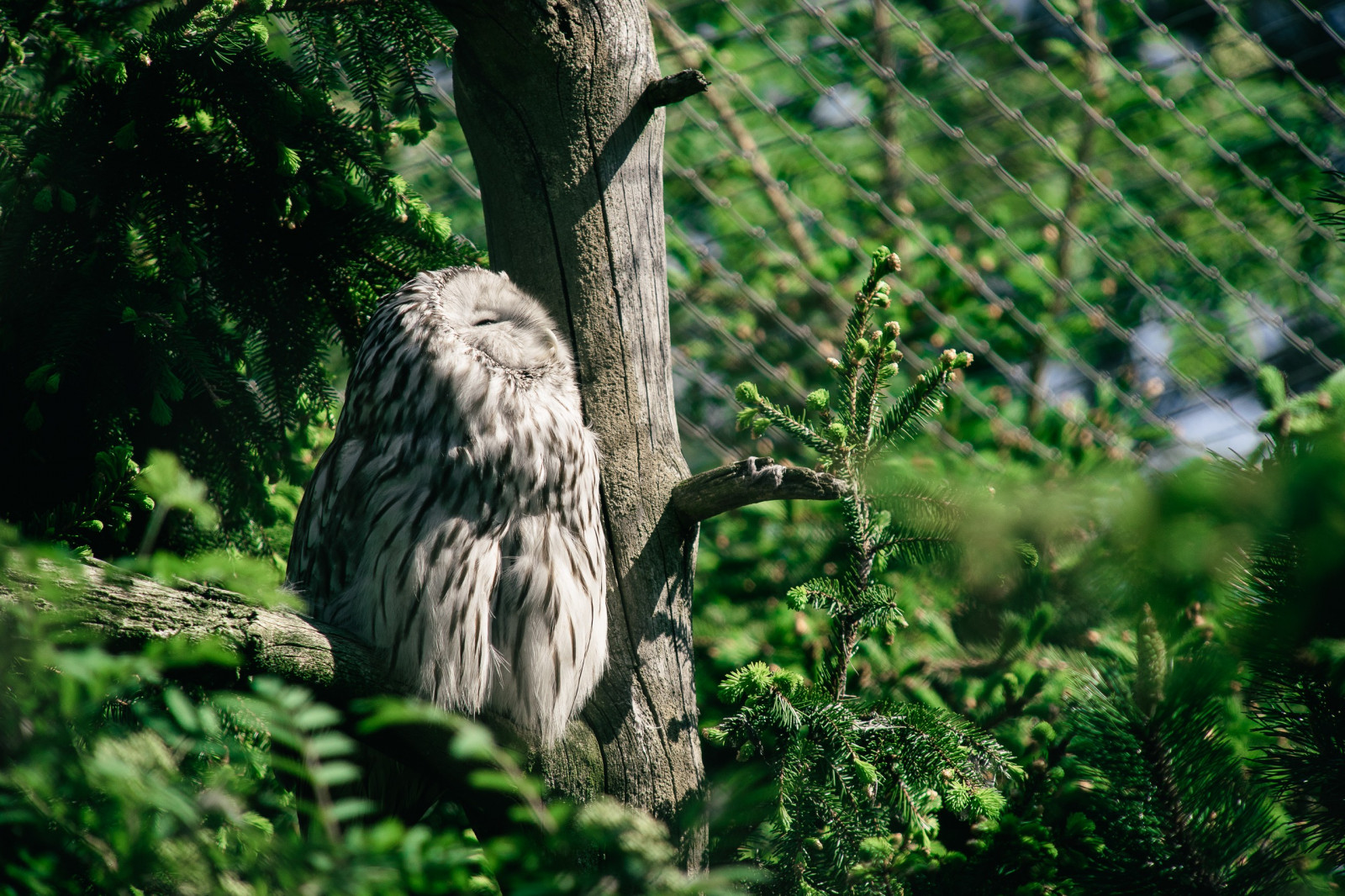 alberi, foresta, le foglie, uccelli, natura, ramo, verde, natura, abete rosso, guardando in alto, uccello rapace, gufo, Zoo, giungla, foresta pluviale, albero, uccello, fauna, bosco, habitat, pianta legnosa