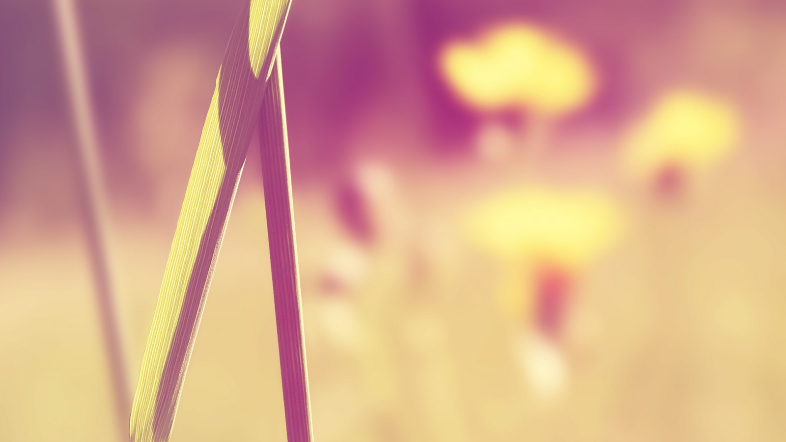 luce del sole, natura, rosso, piante, fotografia, macro, ramo, giallo, rosa, leggero, colore, foglia, fiore, pianta, forma, linea, petalo, avvicinamento, fotografia macro, famiglia di erba, staminali vegetali, umidità