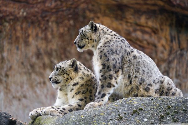 snow leopard,predator,irbis