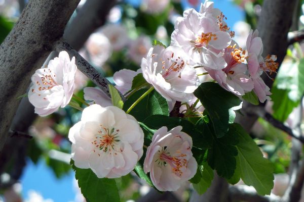 food,fruit,branch,blossom,spring,tree