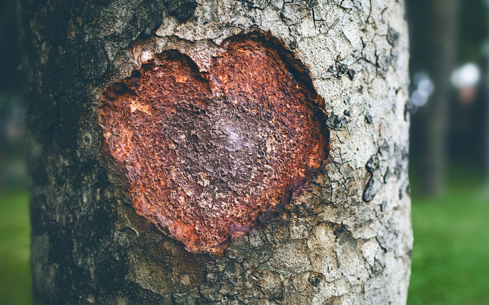 stromy, hloubka pole, Příroda, dřevo, makro, zelená, strom, podzim, list, fauna, půda, dřevina, zblízka, kufr, makro fotografie