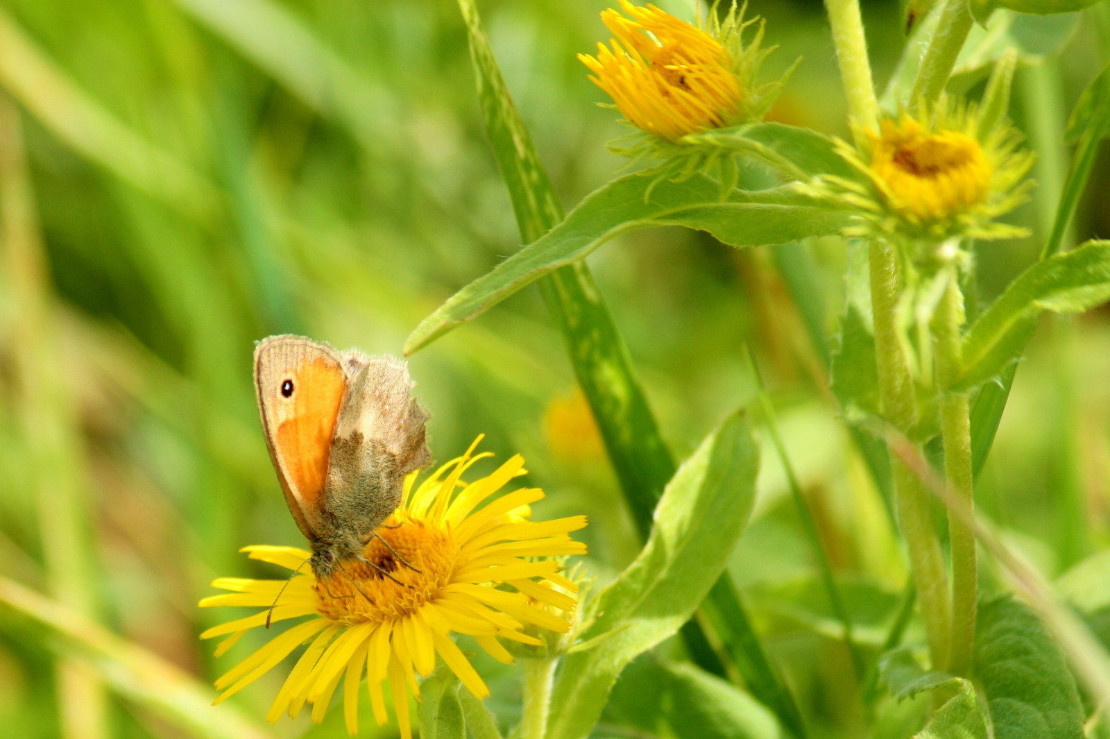 Wallpaper : flowers, nature, insect, Germany, wildlife, pollen, flower ...