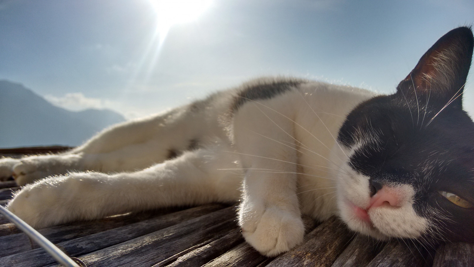 luce del sole, gatto, animali, Italia, superficie di legno, naso, barba, gatti, gattino, mammifero, vertebrato, gatto come mammifero, di piccole e medie dimensioni gatti, 3264x1836 px