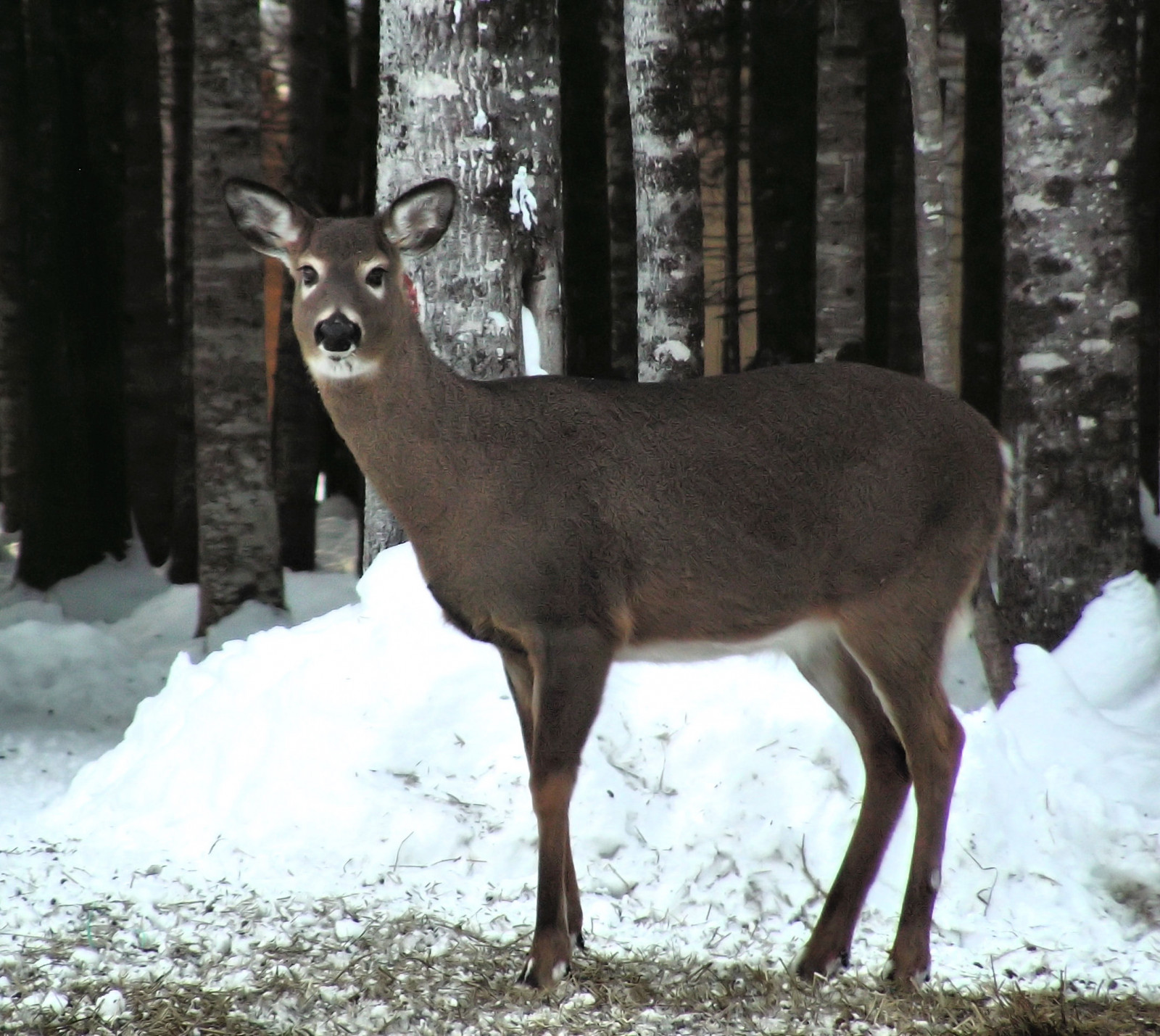 デスクトップ壁紙 : 野生動物, 動物相, 雪, 白い尾の鹿, 狼男, terrestrial animal, トナカイ, 冬, ムスク鹿 ...