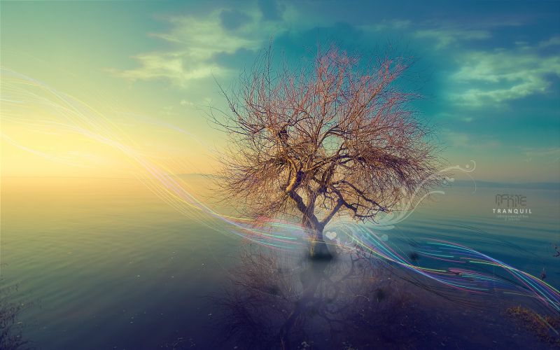 luce del sole, alberi, tramonto, mare, natura, paesaggio luce del sole, alberi, tramonto, mare, natura, paesaggio
