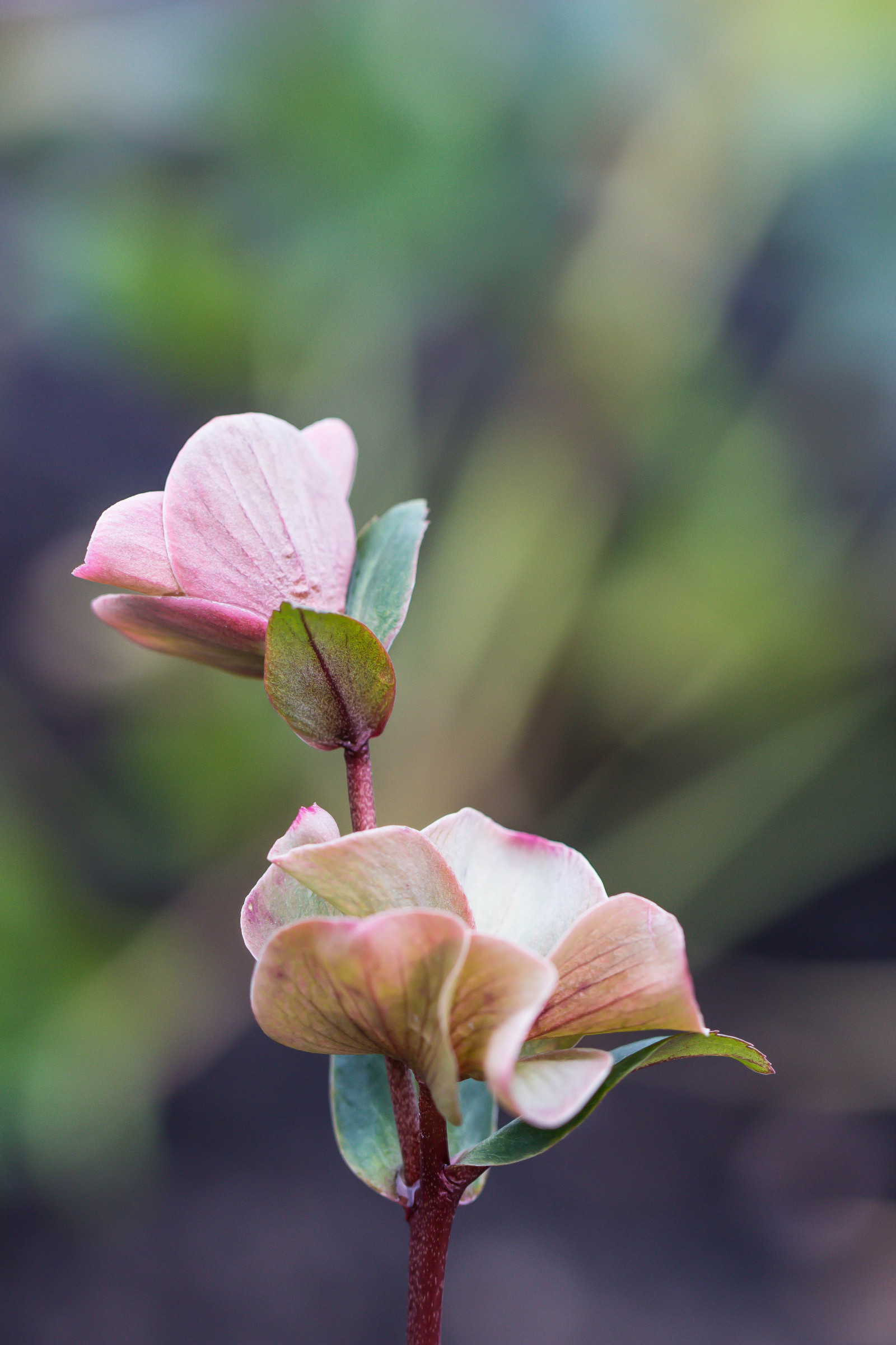 natur, fotografering, grøn, blomst, lyserød, blad, blomst, plante, flora, knop, blomma, lund, botaniskatr dg rden, botanicgarden, kronblad, wildflower, botanik, jord plante, blomstrende plante, tæt på, makrofotografering, stængelplante