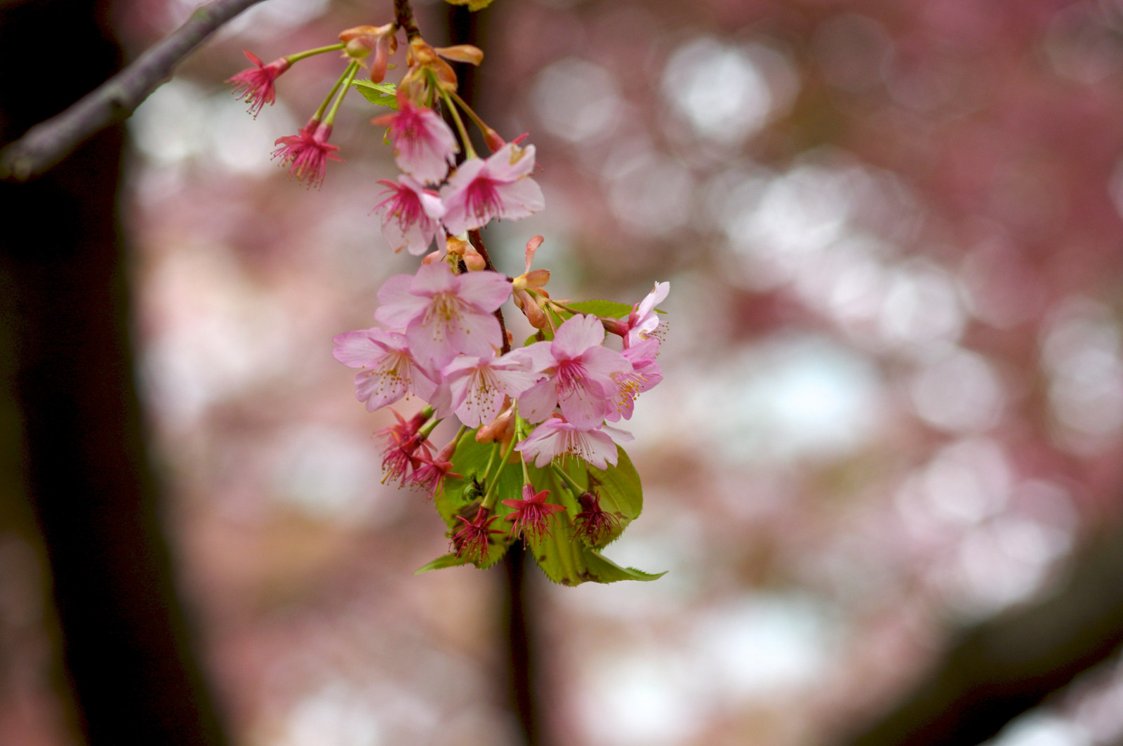 květ, květ, růžový, jaro, větev, Třešňový květ, rostlina, flóra, větvička, okvětní lístek, závod stonek, strom