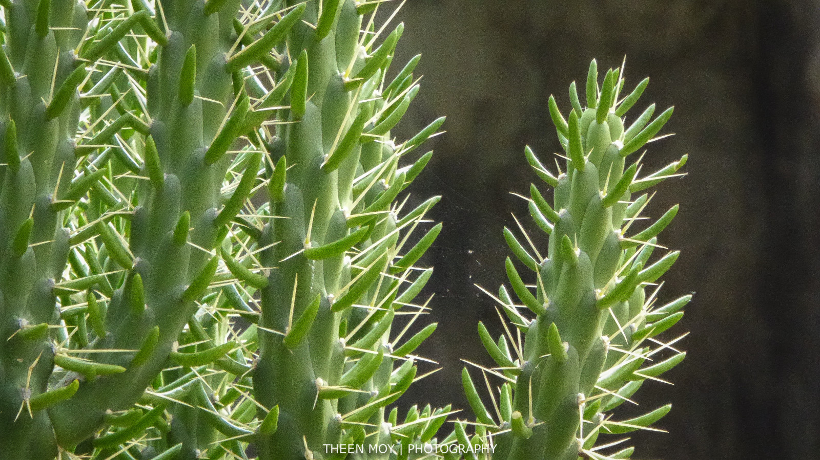 kaktus, zelená, lumix, zoologická zahrada, měkký, dlouho, bokeh, web, pavoučí síť, ostrý, Adelaide, tenký, jehly, Lýtková, theen