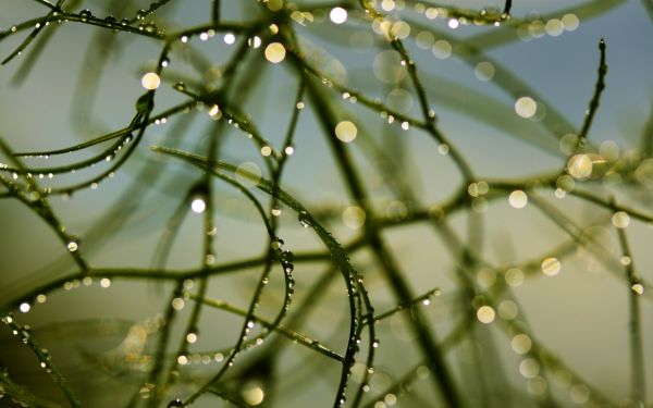 nature,water,liquid,plant,botany,leaf