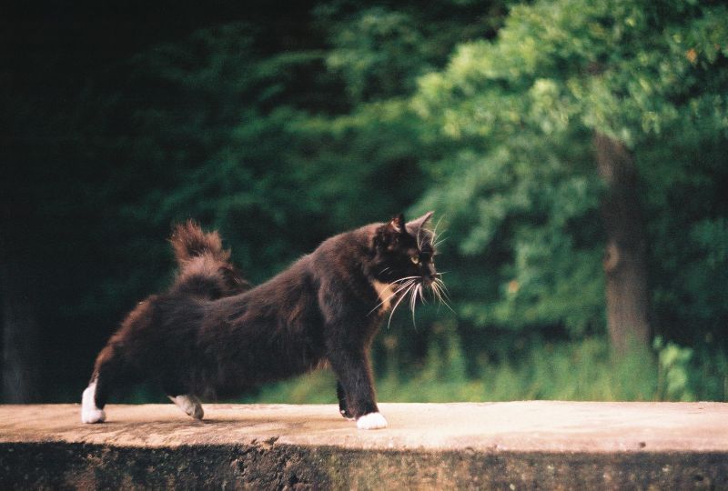 дърво,фауна,дивата природа,котка,мустаци,дива котка