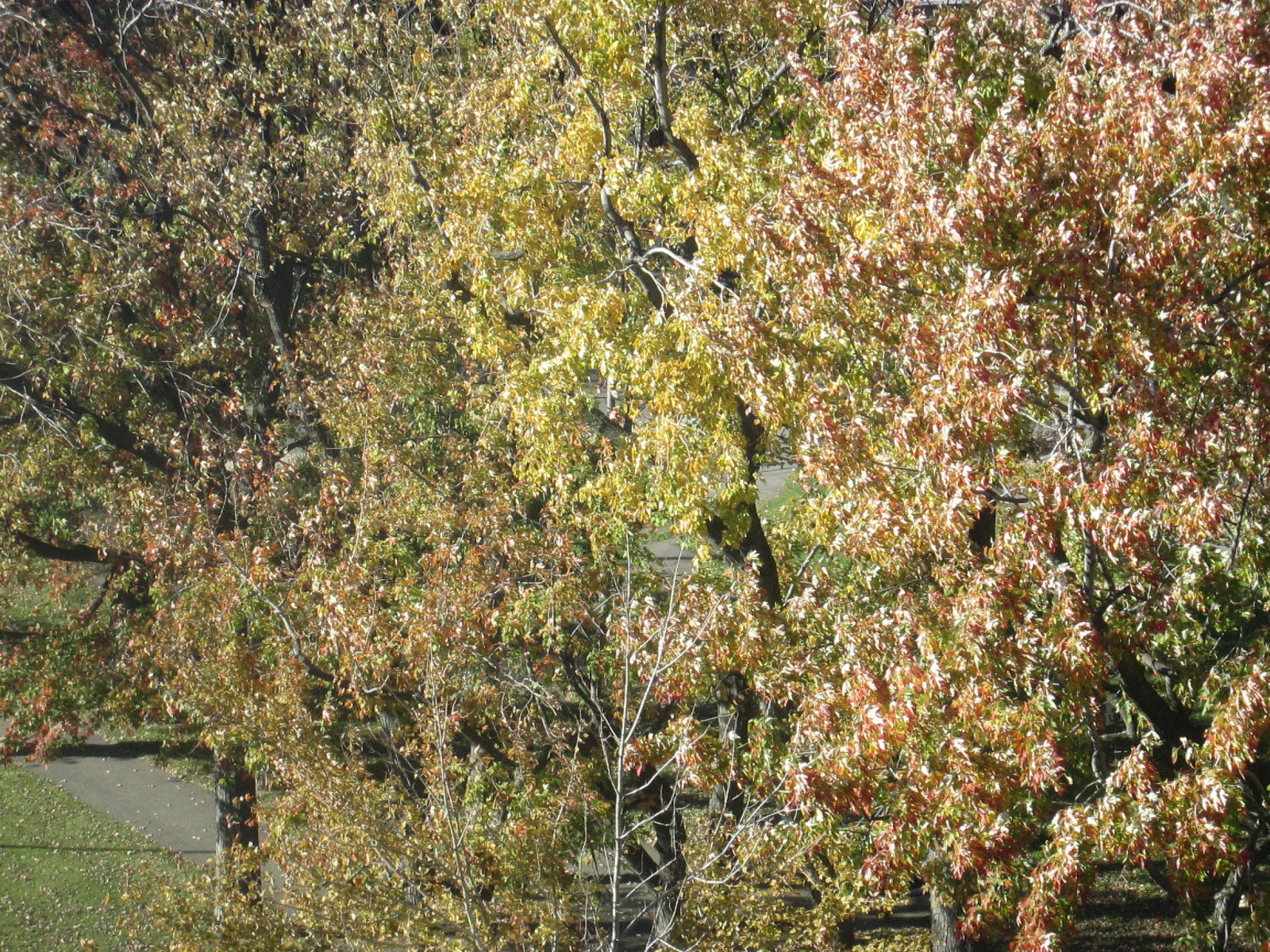 Wallpaper vegetation, flora, ecosystem, tree, shrubland, shrub, biome