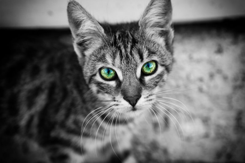 Černá, kočka, zvěř, černobílý, fotografování, selektivní barevné Černá, kočka, zvěř, černobílý, fotografování, selektivní barevné