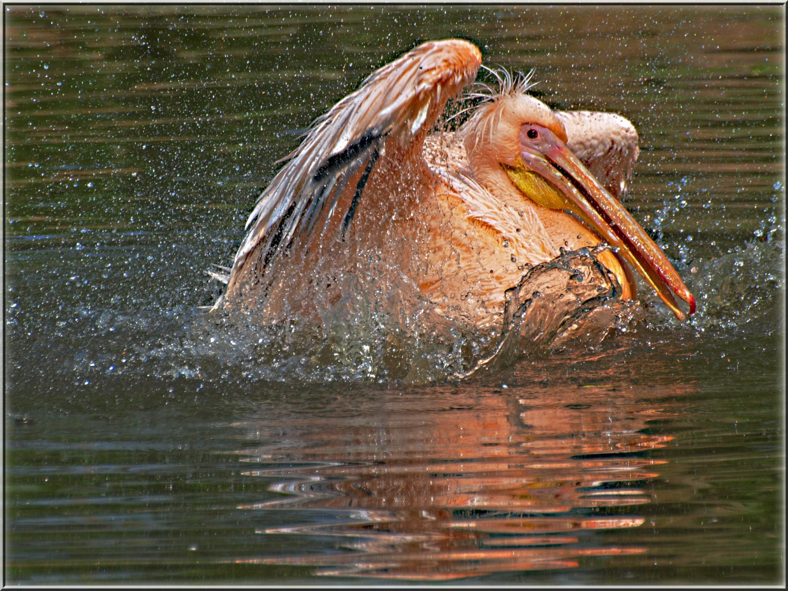 Německo, Volně žijících živočichů, zobák, čáp, 2012, pták, volavka, pelikán, Pelikan, mořský pták, vogel, fauna, ostseeleuchte, Baltské moře, obratlovců, Veslonozí, birdpark, vogelparkniendorfostsee, Ciconiiformes