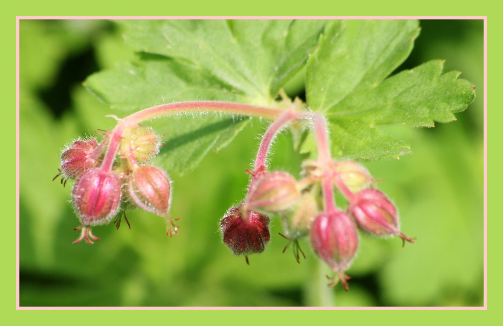 blomst, plante, flora, Halvbusk, urt, geranium, Storkenæb-ordenen, Geraniaceae, bær